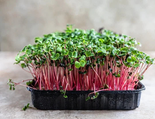 Rambo Radish Microgreen Seeds 16oz - Organic Raphanus sativus Sprouting Seeds for Salad & Garnish