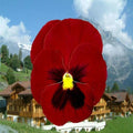 Giant Pansy Seeds - 50 Clear Ruby Viola tricolor var. hortensis Garden Flower Seeds