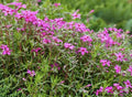 Gypsophila Seeds - 100 Pack - Rose Variety (Gypsophila Repens) - Flower Seeds for Gardens, Borders, Rock Gardens