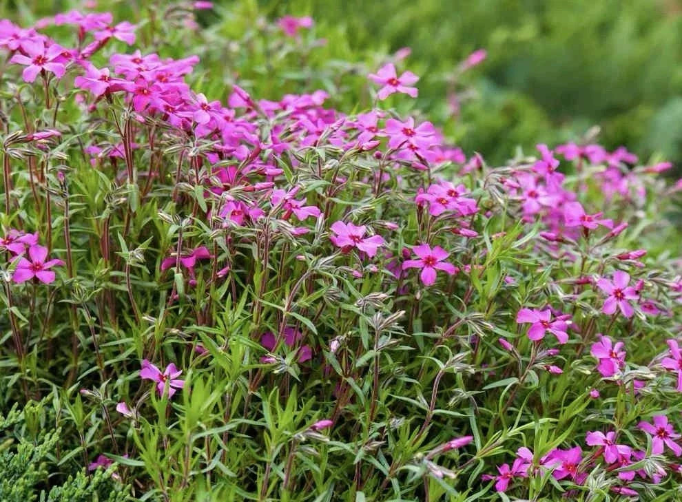 Gypsophila Seeds - 100 Pack - Rose Variety (Gypsophila Repens) - Flower Seeds for Gardens, Borders, Rock Gardens