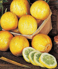 Lemon Cucumber Seeds - Organic Heirloom Non-GMO, Cucumis sativus, 100+ Seeds for Salad, Pickling & Snacking