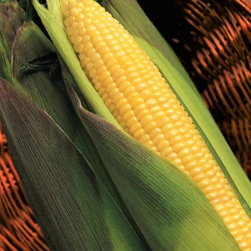 Kandy Korn Sweet Corn Seeds - 50+ Count, Heirloom Zea mays, Red Purple Husk, Sweet Corn for Garden Planting 2025