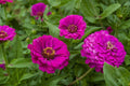 Purple Prince Zinnia Seeds - Non-GMO, Bright Purple Flowers, Zinnia elegans, Seed Packet for Garden & Cut Flowers