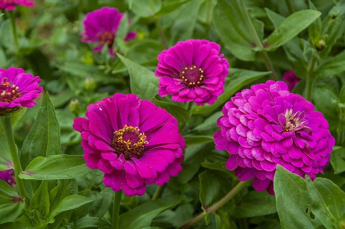 Purple Prince Zinnia Seeds - Non-GMO, Bright Purple Flowers, Zinnia elegans, Seed Packet for Garden & Cut Flowers