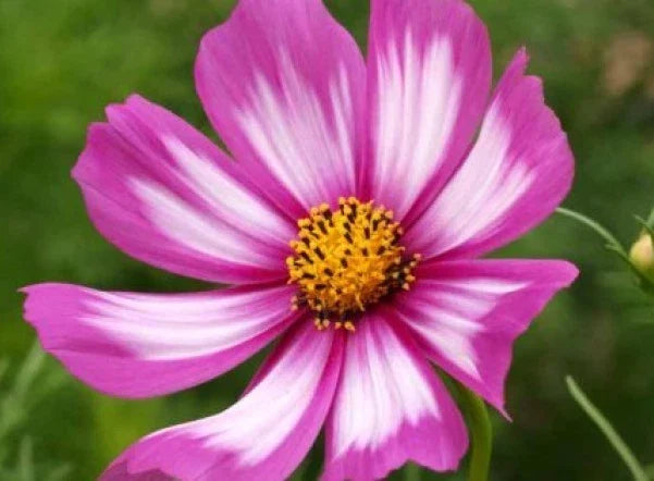 Cosmos Candystripe Flower Seeds - 30 Fresh Cosmos bipinnatus Seeds for Colorful Blooms, Garden Annual, Butterfly Attractant, Full Sun