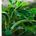 Cowhorn Okra Seeds - Heirloom Non-GMO Organic Variety for Home Gardening, Abelmoschus esculentus, 50+ Seeds