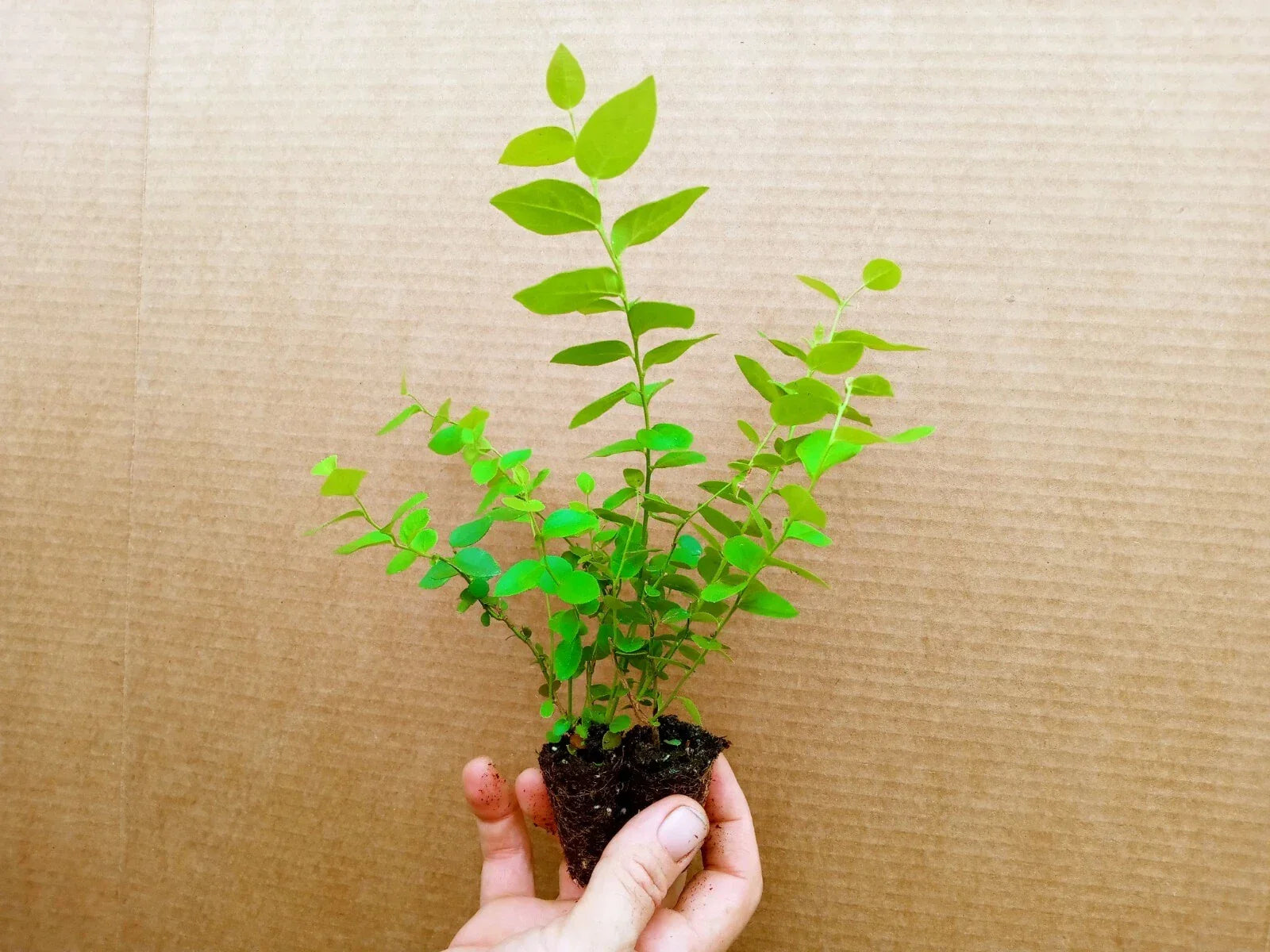 Blueberry Starter Plants 2-Pack Sunshine Blue Vaccinium corymbosum Compact Bush, Live Fruit Plants for Small Gardens