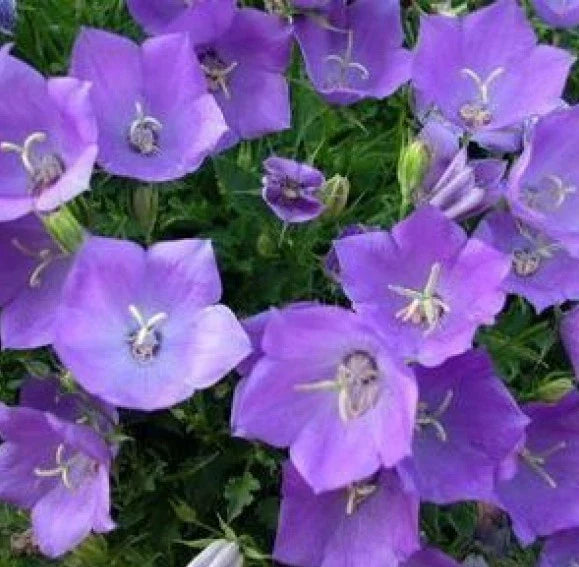 Tussock Bellflower Seeds 200 Count - Campanula carpatica - Blue Bell-Shaped Flowers - Perennial Garden Seeds