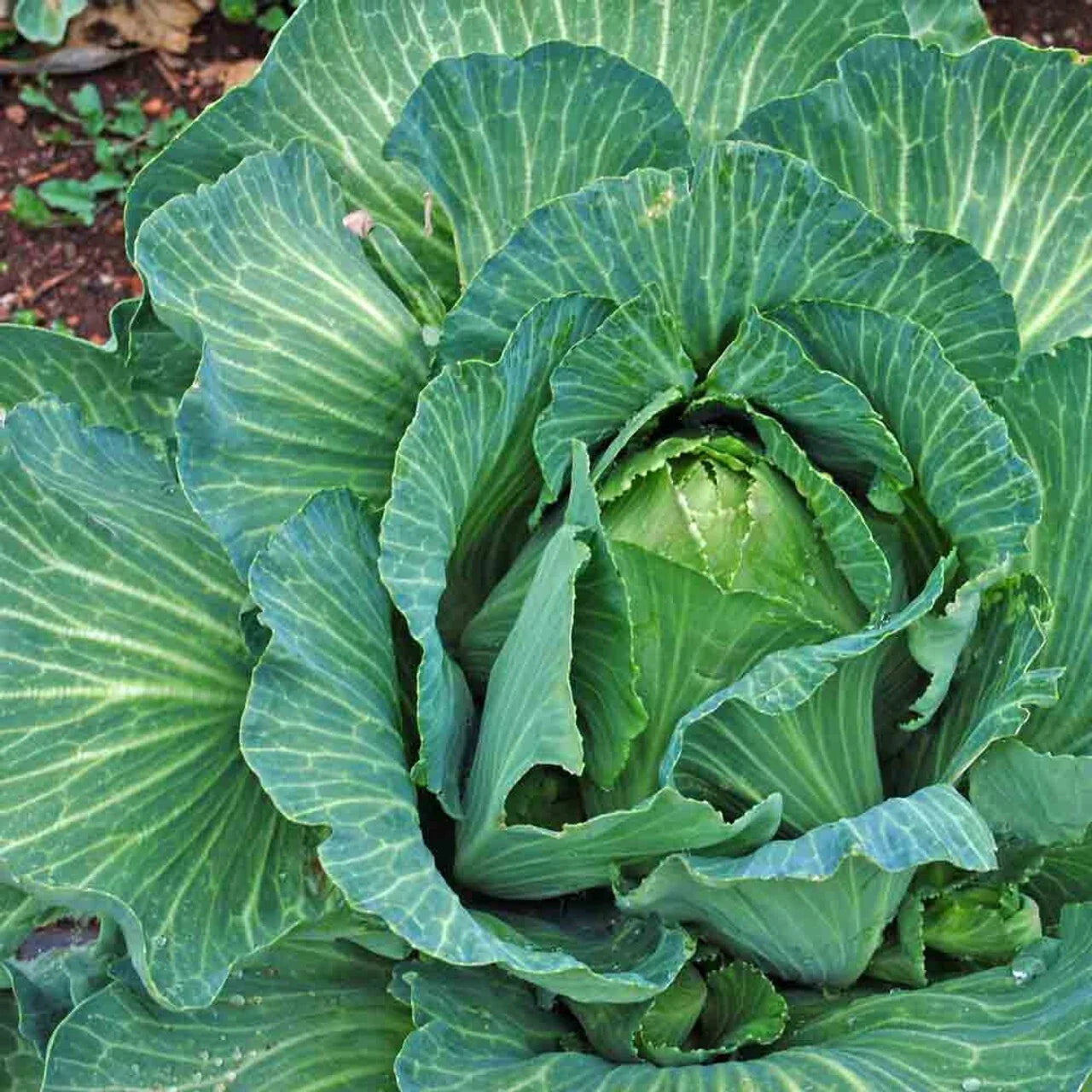 Cabbage Seeds - Heirloom Early Jersey Wakefield - Non-GMO, Fresh Gardening Seeds, Brassica oleracea var. capitata, Pack of 800+