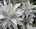 Organic White Sage Seeds - Salvia Apiana Perennial Herb for Medicinal, Aromatic, Healing Gardens, 20 Seeds