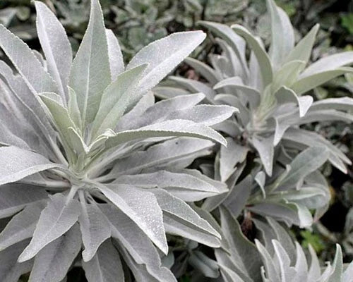 Organic White Sage Seeds - Salvia Apiana Perennial Herb for Medicinal, Aromatic, Healing Gardens, 20 Seeds