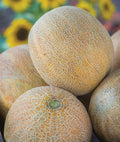 Ambrosia Cantaloupe Melon Seeds - Heirloom, Sweet Flavor, Cucumis melo, Vining Fruit Seed Packet (10 Seeds)