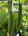 Luffa Gourd Seeds, Loofah Sponge Plant, Chinese Sigua, Organic, Annual Climbing Vine, Eco-Friendly Gardening Seeds