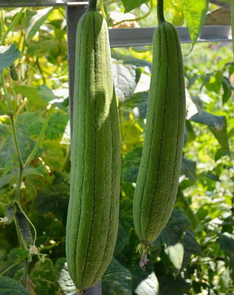 Luffa Gourd Seeds, Loofah Sponge Plant, Chinese Sigua, Organic, Annual Climbing Vine, Eco-Friendly Gardening Seeds