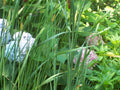 Dwarf Cattail Aquatic Plant - Organic Water Garden Plant - Typha minima - Live Pond Plant for Water Features