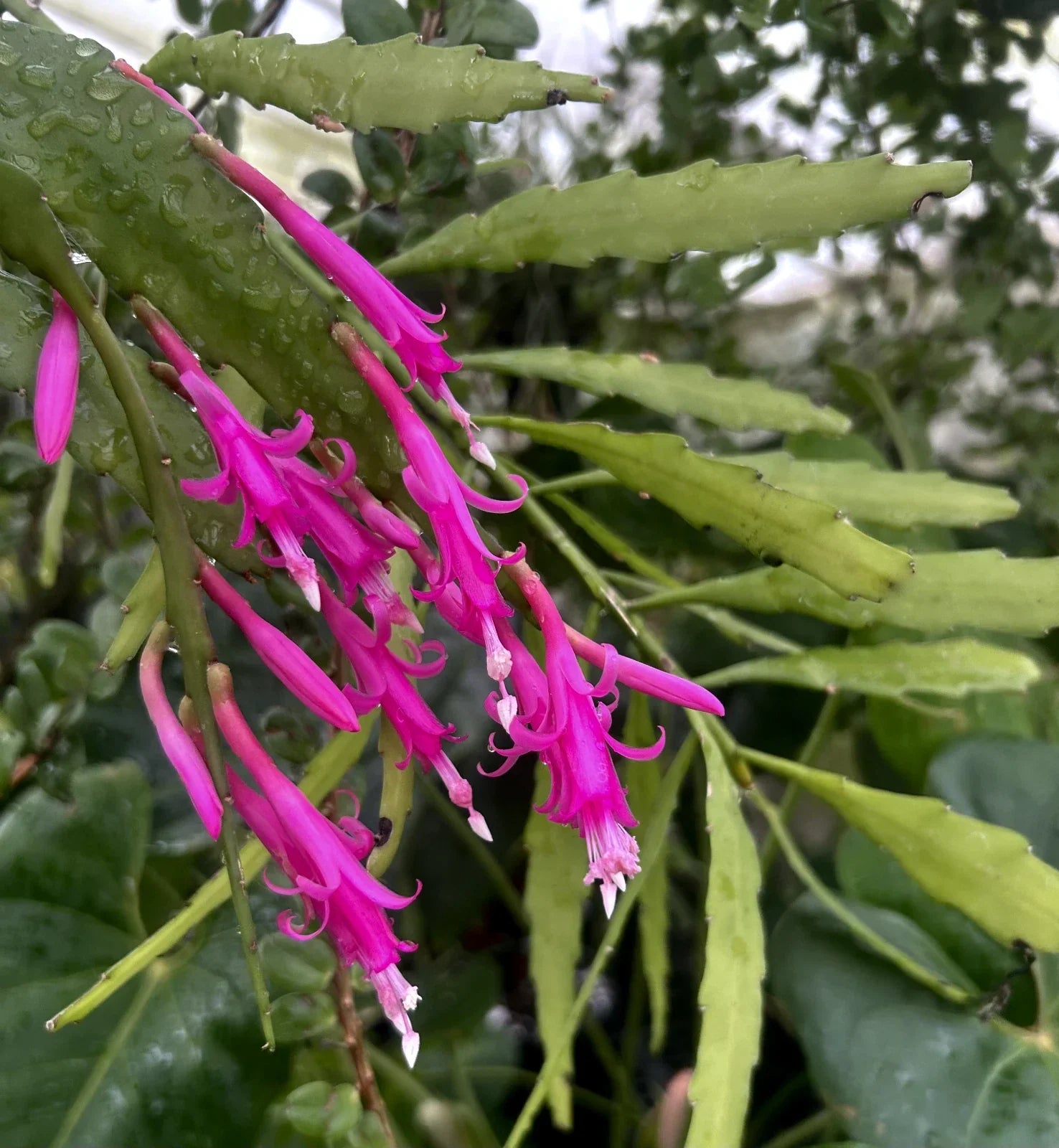 Disocactus x Vista Hermosa Cactus 4-inch Pot Rare Hybrid Indoor Outdoor Temperature Tolerant Plant