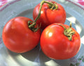 Homestead Tomato Seeds - 50 Heirloom Non-GMO Seeds Lycopersicon esculentum for Garden, Container, and Greenhouse Cultivation