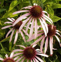 Coneflower Seeds - 200 Non-GMO Pale Purple Echinacea Purpurea Perennial for Pollinators & Medicinal Use
