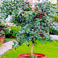 20 Strawberry Guava Tree Seeds - Edible Fruit Plant - Psidium cattleianum - Tropical Gardening, Small Tree, Fruit Seeds