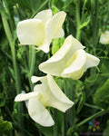 Mrs. Collier Sweet Pea Seeds - 50+ Pack, Climbing Vine, Fragrant Pink & White, Lathyrus odoratus, Garden Planting