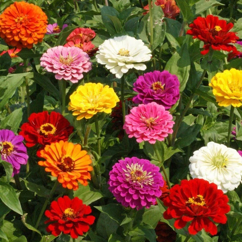 California Giants Zinnia Seeds - 100+ Pack, Vibrant Colors, Easy Grow, Zinnia elegans, Garden Flowers, Pollinator Attracting