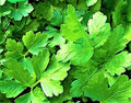 Italian Parsley Seeds - Non-GMO Organic Herb Seeds for Culinary Use, Petroselinum crispum, 300+ Seeds, Indoor & Garden Planting