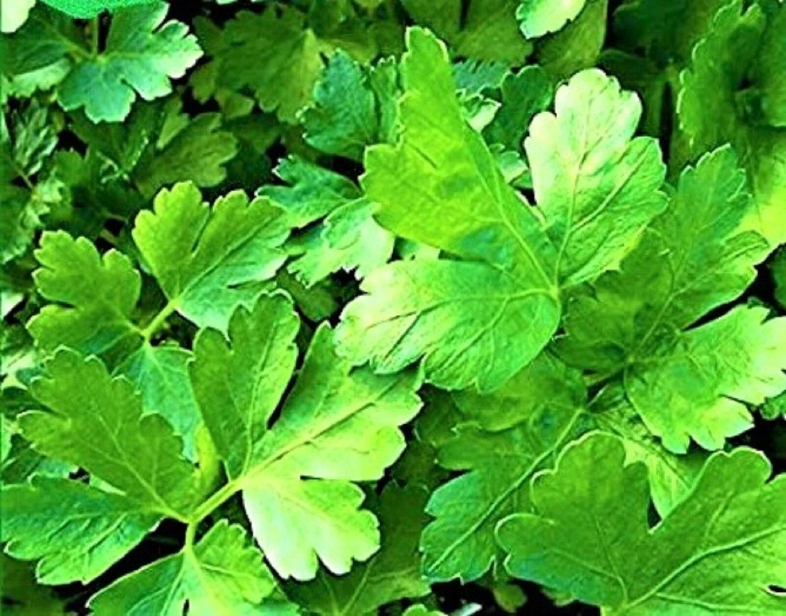 Italian Parsley Seeds - Non-GMO Organic Herb Seeds for Culinary Use, Petroselinum crispum, 300+ Seeds, Indoor & Garden Planting