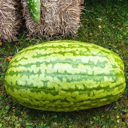 Carolina Cross Watermelon Seeds – 50+ Pack for Gardening, Citrullus lanatus, USA Grown, Sweet Juicy Fruit, Non-GMO, Full Sun