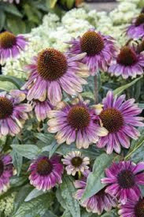 50 Coneflower Seeds - Sweet Sandia Echinacea purpurea Perennial Flowers for Pollinators - Non-GMO, Drought-Tolerant Garden Seeds