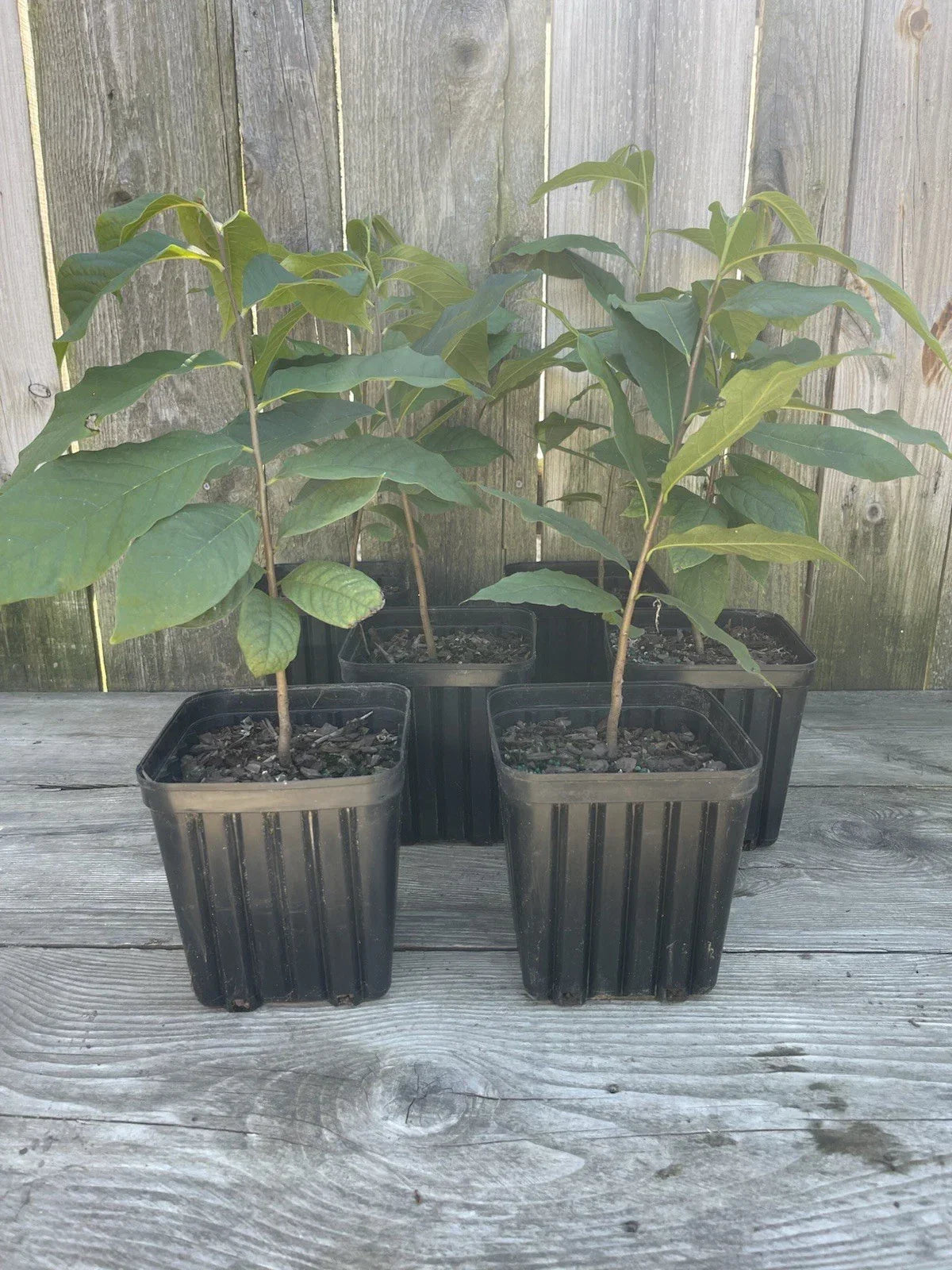 Potted Pawpaw Trees 1-Gallon, Asimina triloba, 2-Year-Old Fruit Trees for Garden, Small Orchard, Ready to Plant (4 Pack)