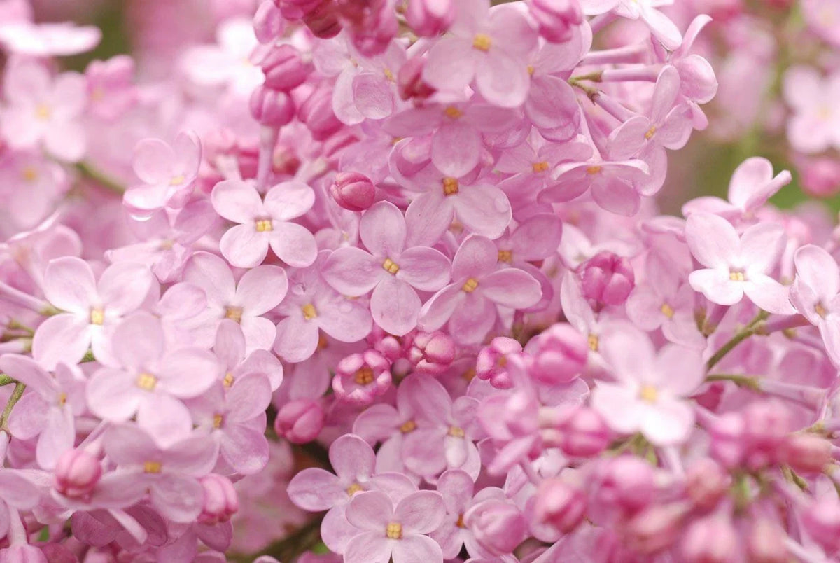 Blush Lilac Seeds - 25 Pack - Fragrant Perennial Flower - Syringa vulgaris - Easy to Grow Garden Seeds