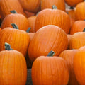 Jack O' Lantern Pumpkin Seeds - Heirloom Non-GMO Cucurbita pepo for Halloween Carving & Cooking