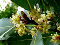 Laurus Nobilis Bay Leaf Laurel Tree Seeds – Rare Tropical Variety for Culinary & Ornamental Gardens