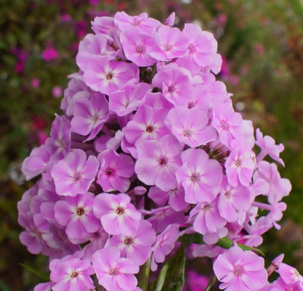 Visions Phlox Seeds - 100+ Pack, Colorful Garden Flowers, Phlox paniculata, Perennial, Summer Bloom, USA