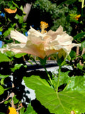 Hibiscus rosa-sinensis Cuttings - 6 Inch Cream with Pink Splash Propagation Plant for Garden and Container