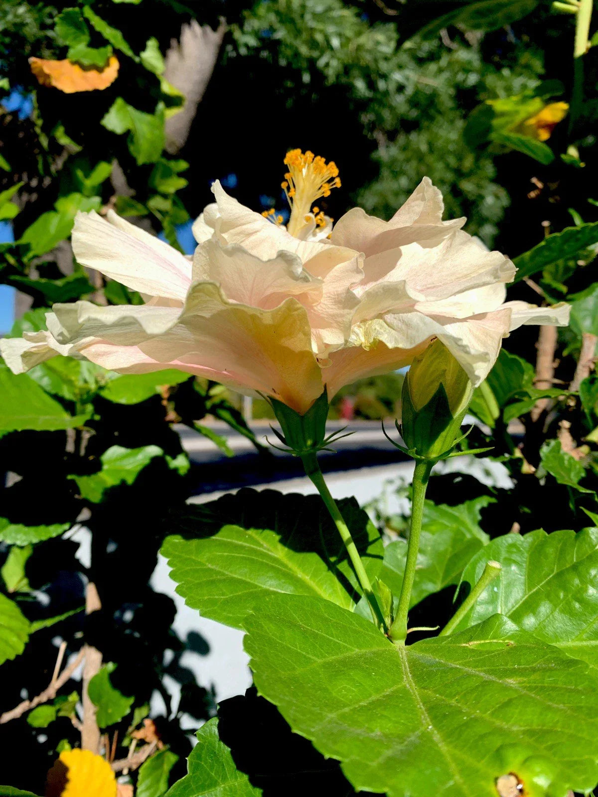 Hibiscus rosa-sinensis Cuttings - 6 Inch Cream with Pink Splash Propagation Plant for Garden and Container