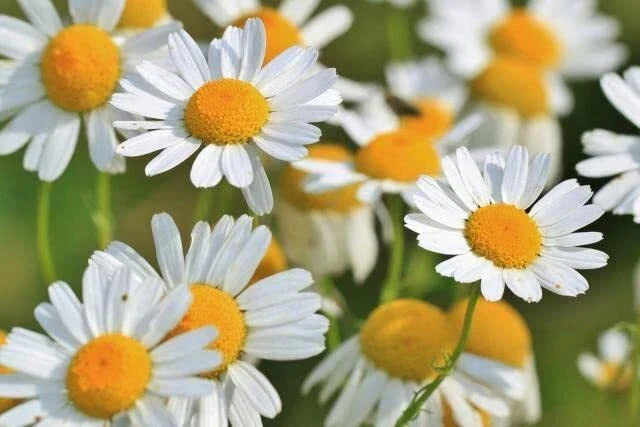 Roman Chamomile Seeds - 500 Pack, Anthemis nobilis, Aromatic Herb for Gardening & Herbal Teas