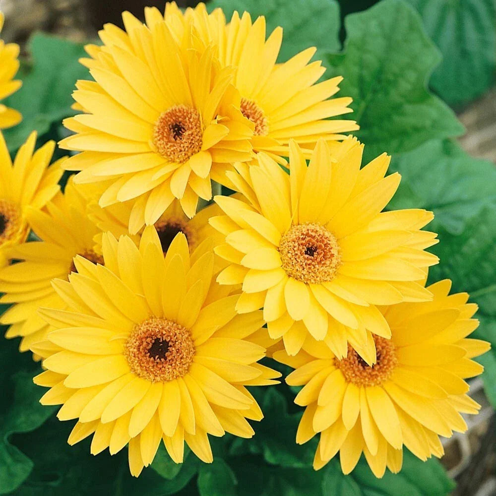 Yellow Gerbera Daisy Seeds - 200+ Pack for Garden Planting - Gerbera jamesonii - Bright Yellow Blooms, Easy to Grow, Non-GMO