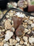 Conophytum Pellucidum Pardicolor Live Succulent Plant 2” Pot with White Flowers, Deep Brown Color, Cactus