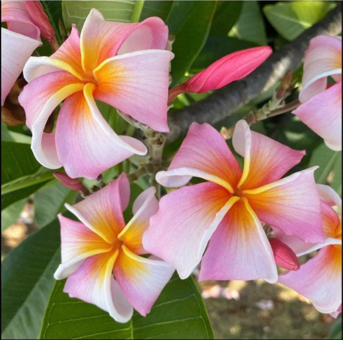 Rooted Plumeria Cutting - Nakamoto's Ribbon, 14 Inches, Frangipani Variety, Ready-to-Plant, Tropical Garden, Indoor Plant