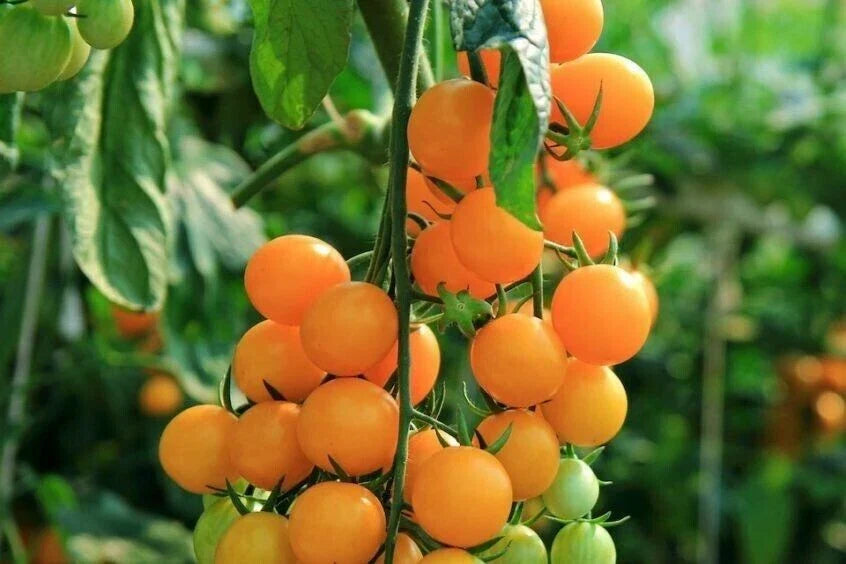 Gold Nugget Cherry Tomato Seeds - Organic Heirloom, Sweet, Lycopersicon esculentum, 10+ Seeds for Container & Garden Growth