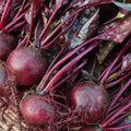 Bull's Blood Beet Seeds - Heirloom Non-GMO Beta vulgaris Deep Burgundy Greens for Gardens and Cooking