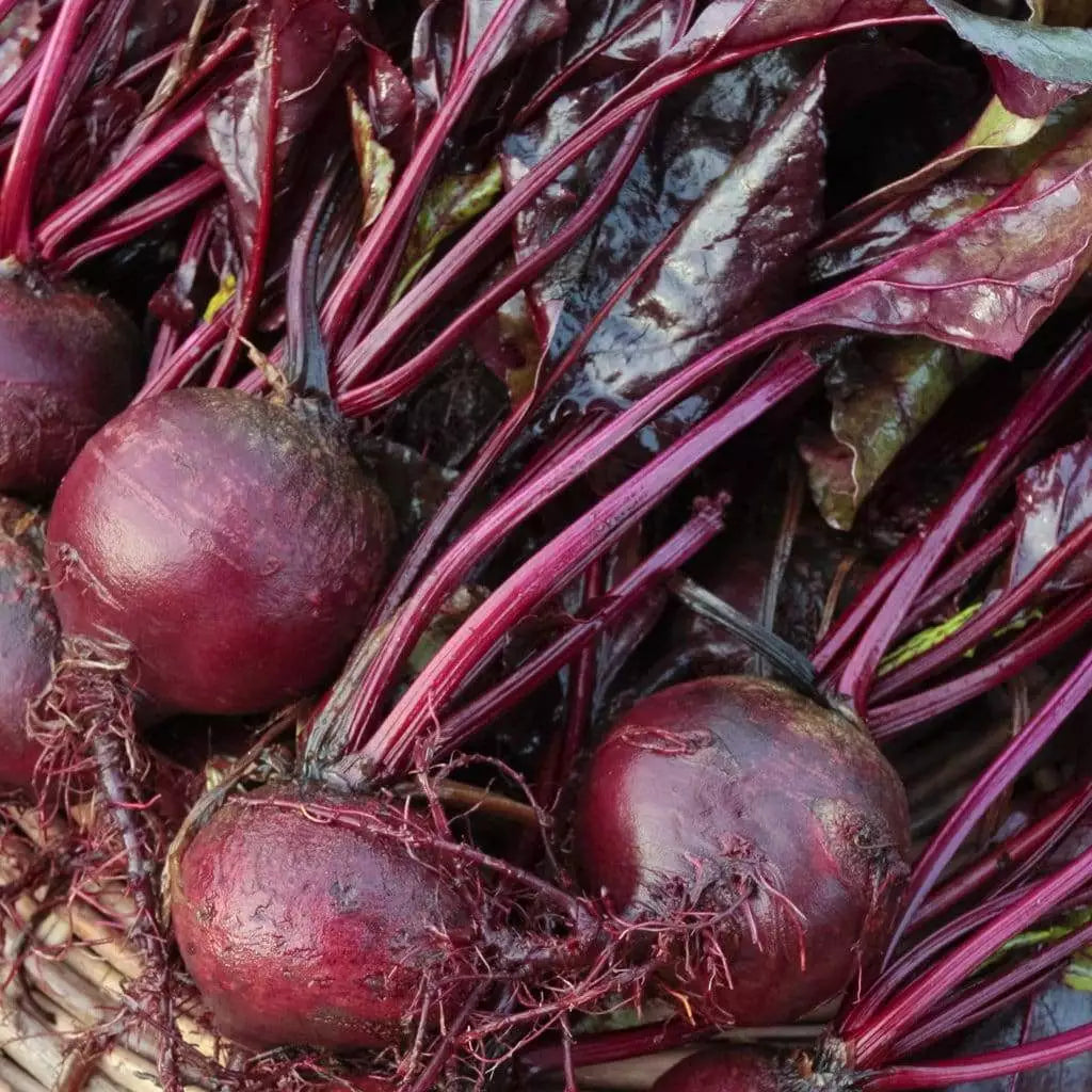 Bull's Blood Beet Seeds - Heirloom Non-GMO Beta vulgaris Deep Burgundy Greens for Gardens and Cooking