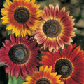 Evening Sun Sunflower Seeds | Bicolor Multicolor Flowers | Helianthus annuus Seeds for Garden, Cutting, Pollinator Attractant
