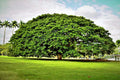 Rain Tree Seeds - 10 Pack Albizia saman Monkey Pod Tropical Flower Fast-Growing Shade Tree