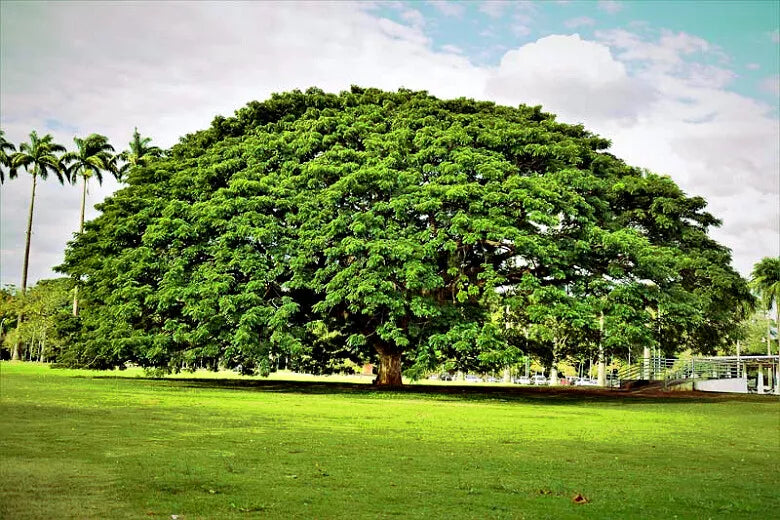 Rain Tree Seeds - 10 Pack Albizia saman Monkey Pod Tropical Flower Fast-Growing Shade Tree