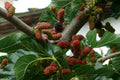 Black Mulberry Seeds 50 Count Morus nigra Heirloom Fruit Tree Seeds for Home Garden & Orchard