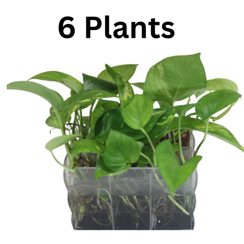 Rooted Golden Pothos Cuttings, Epipremnum aureum, Indoor Houseplant, Easy Care Greenery, Trailing Vine