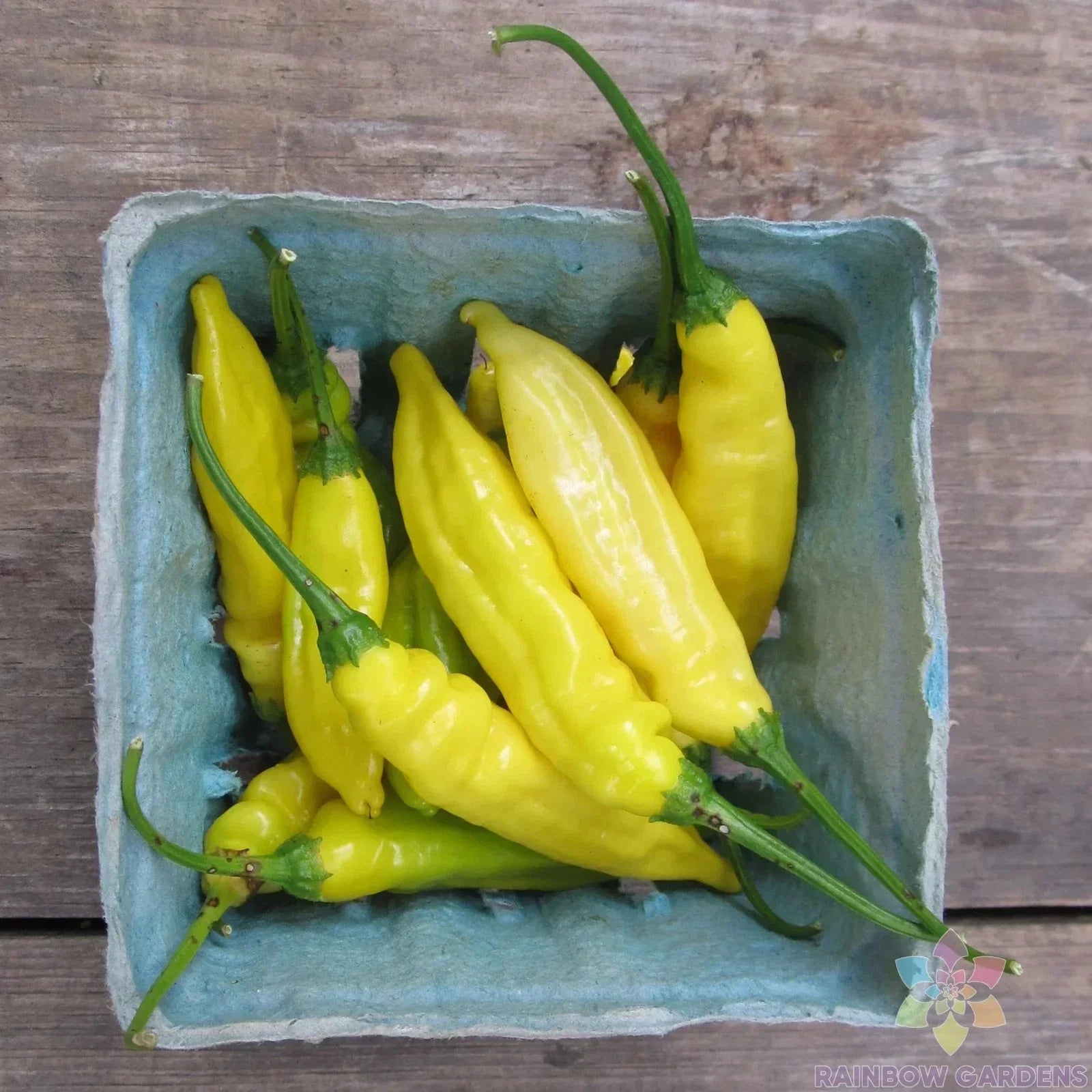 Lemon Drop Hot Pepper Seeds - 25+ Pack, Capsicum baccatum, Spicy Yellow Peppers for Garden & Container Planting