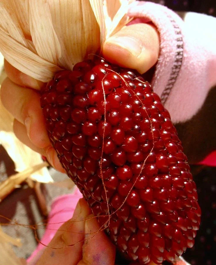 Strawberry Ruby Corn Seeds – Organic Heirloom Sweet Popcorn – Rare Variety – Zea mays